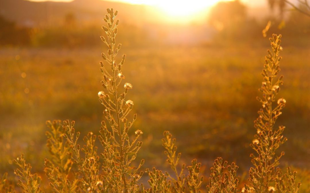 Beautiful summer golden sunset with meadow plants