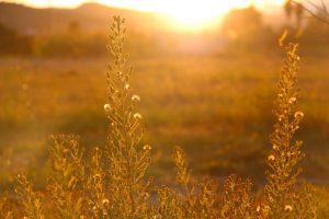 Beautiful summer golden sunset with meadow plants