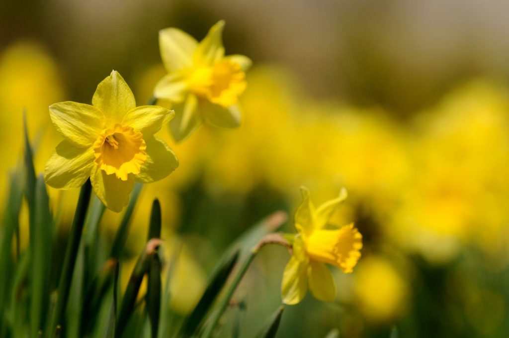 A field of bright yellow daffodils in sunlight