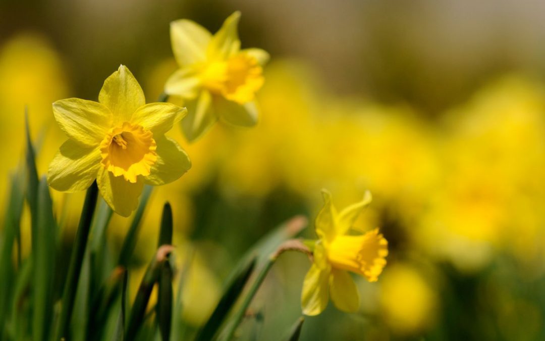 A field of bright yellow daffodils in sunlight