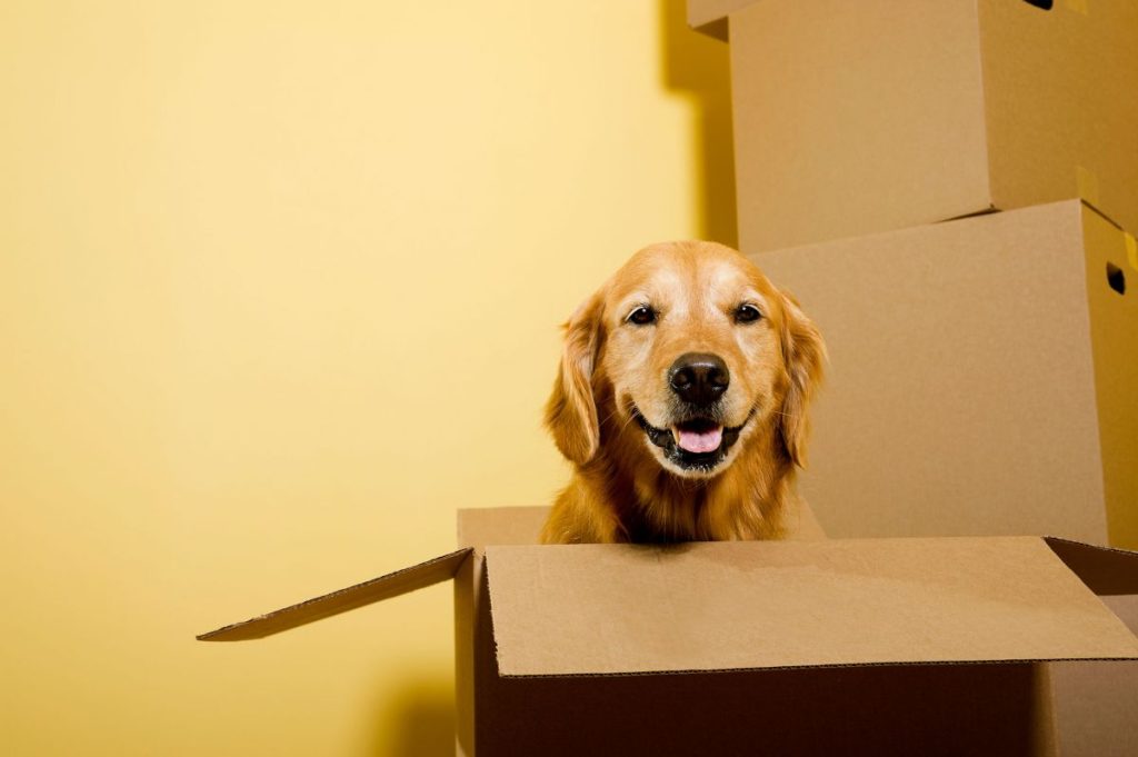 A happy looking Golden Retriever sitting in a cardboard box