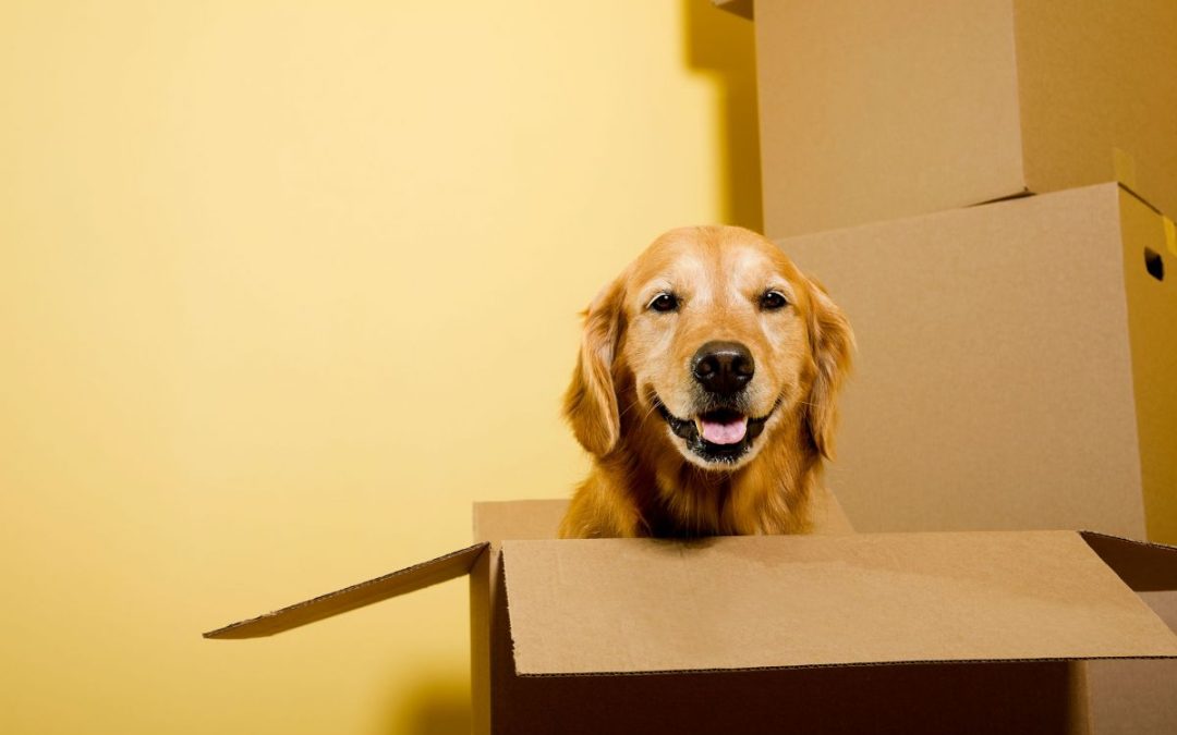 A happy looking Golden Retriever sitting in a cardboard box