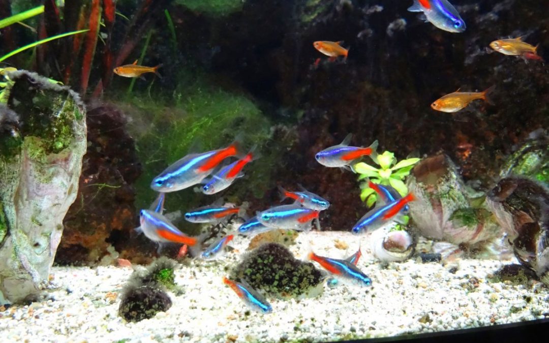 A group of neon tetras in an tropical fish tank