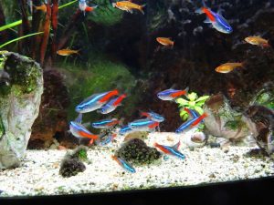 A group of neon tetras in an tropical fish tank