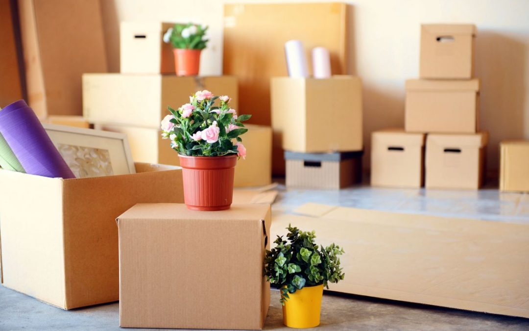 A selection of cardboard removals boxes and house plants ready to load on a lorry