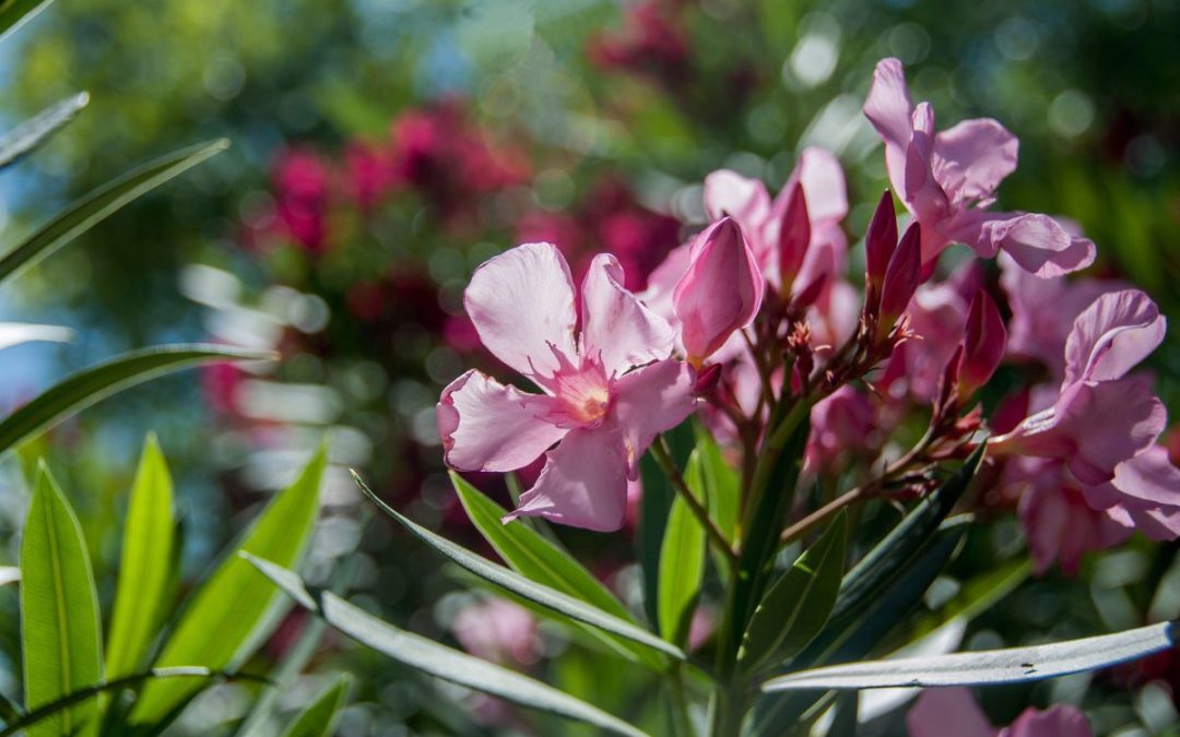 A beautiful display of pink flowers on the morning sun