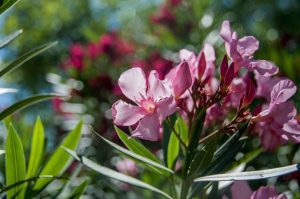 A beautiful display of pink flowers on the morning sun