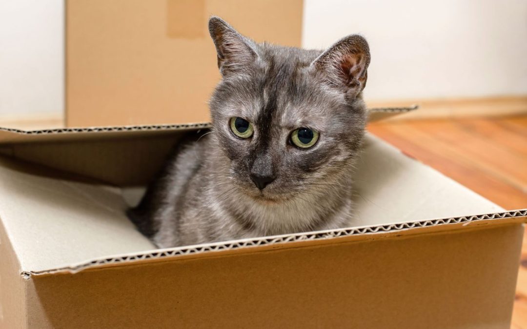A grey tortoiseshell kitten sat inside a cardboard box