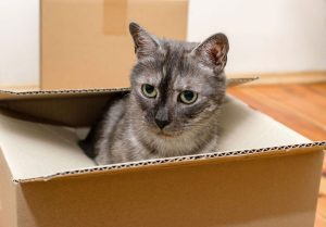 A grey tortoiseshell kitten sat inside a cardboard box