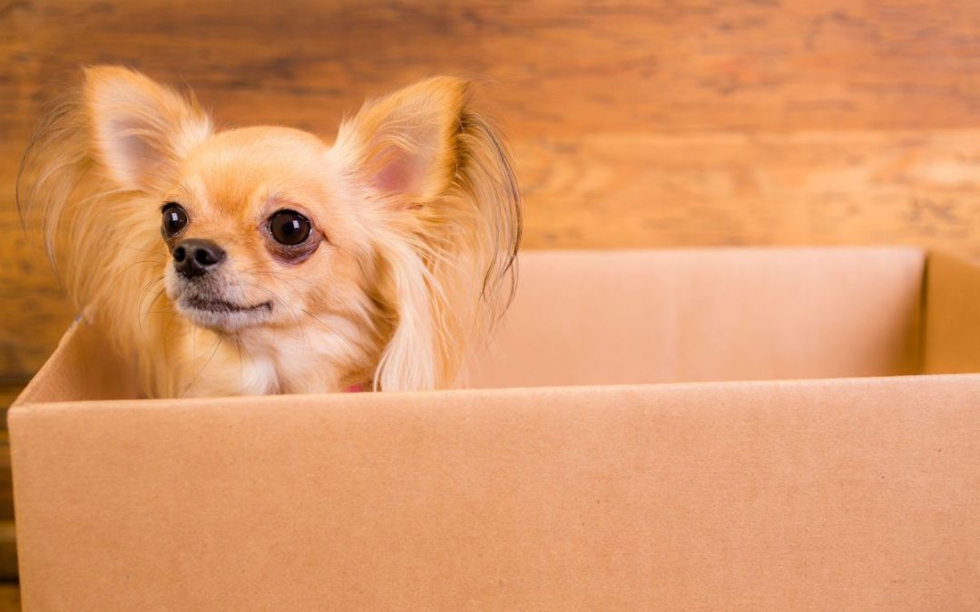 A small dog sat in the corner of an open cardboard removals box