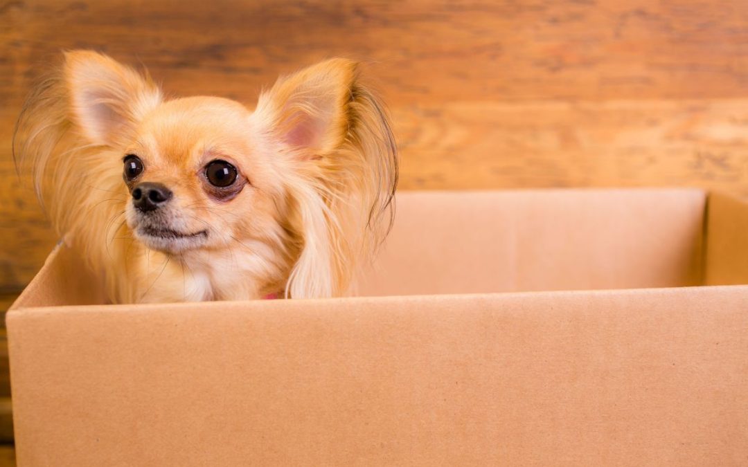 Keep your pets safe this summer when moving!