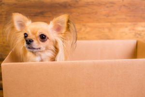 A small dog sat in the corner of an open cardboard removals box