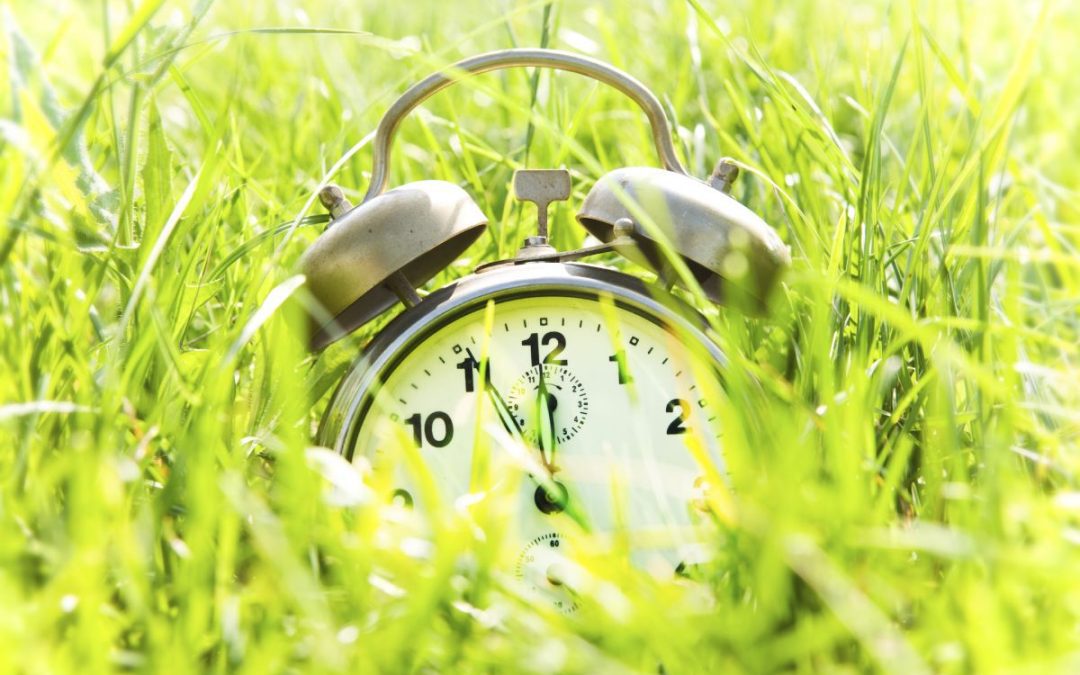An old fashion wind-up alarm clock nestled amongst long grass
