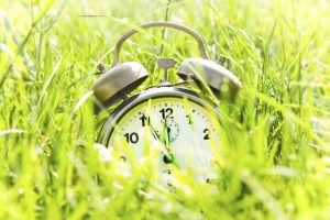 An old fashion wind-up alarm clock nestled amongst long grass