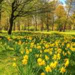 A field of yellow daffodils blooming in the Garden