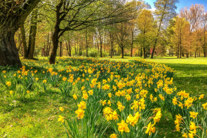 A field of yellow daffodils blooming in the Garden